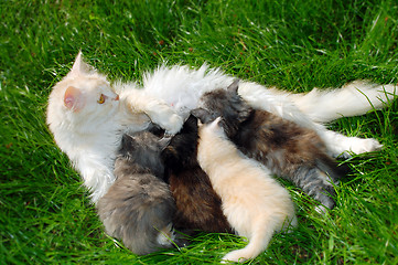 Image showing family of cats