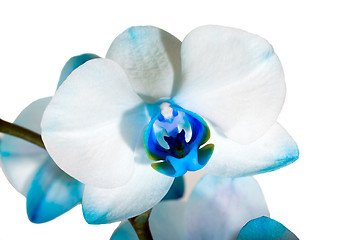 Image showing Dark blue orchid