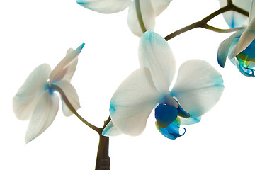 Image showing Dark blue orchid