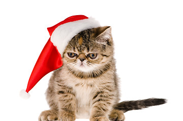 Image showing kitten santa