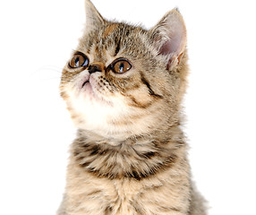 Image showing kitten