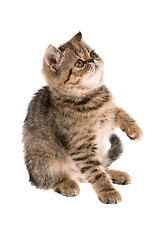 Image showing kitten