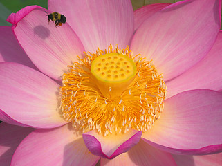 Image showing Lotus Flower