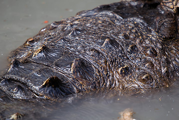 Image showing Crocodile skin