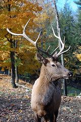 Image showing Elk