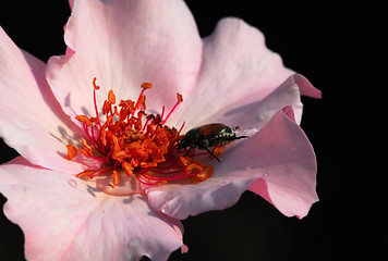 Image showing Pink Flower