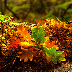 Image showing Autumn colors