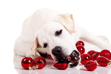 Image showing Christmas Dog