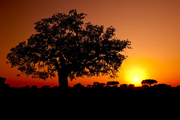 Image showing Trees Silhouette