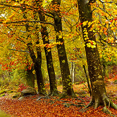 Image showing Autumn trees