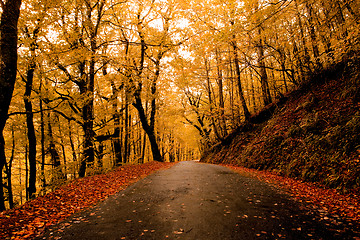 Image showing Autumn landscape