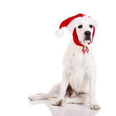 Image showing Christmas Dog