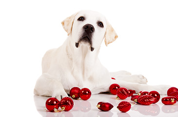 Image showing Christmas Dog