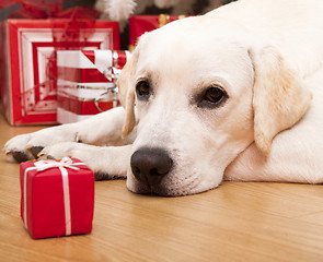 Image showing Christmas Dog