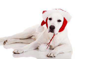 Image showing Christmas Dog