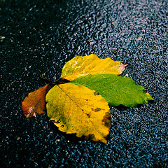 Image showing Leafs on the road