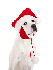 Image showing Christmas Dog