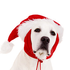 Image showing Christmas Dog