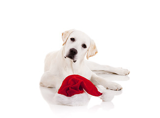 Image showing Christmas Dog