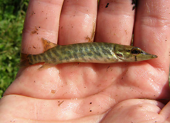 Image showing Very-very Small pike