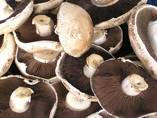 Image showing Mushrooms