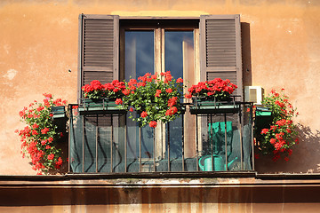 Image showing Window flowers