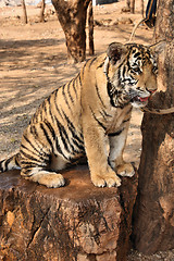 Image showing Tiger cub