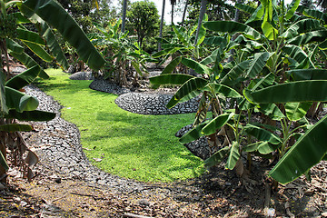 Image showing Banana grove