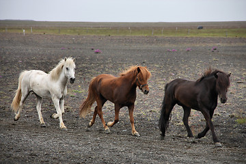 Image showing Icelandic horses