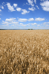 Image showing Fields of barley