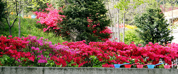 Image showing Flower garden