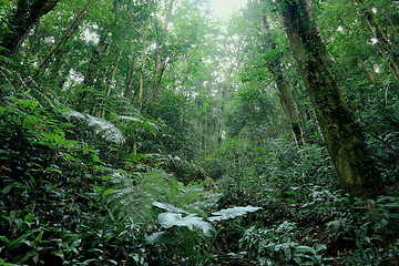 Image showing forest