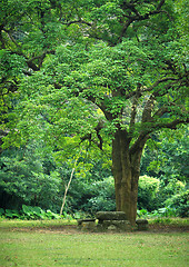 Image showing rest place under big tree