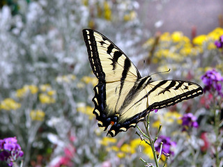 Image showing butterfly