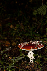 Image showing fly agaric