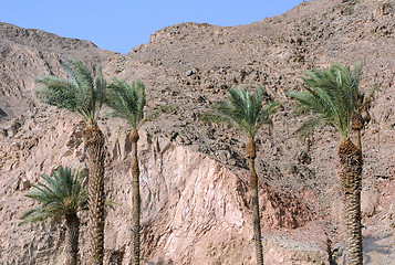 Image showing Palm Trees and Mountains in Eilat