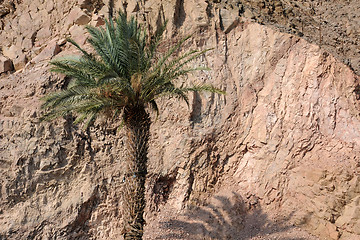 Image showing Lone Palm Tree in Israel