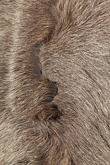 Image showing Animal fur