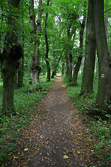 Image showing Forest trail