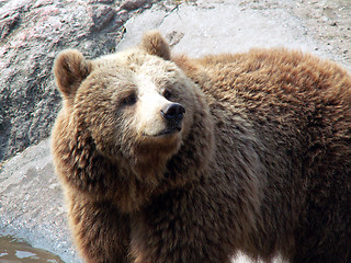 Image showing Bear