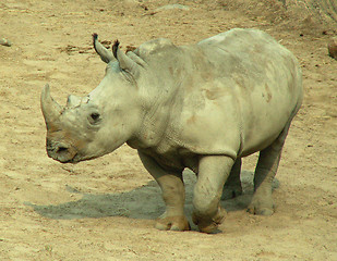 Image showing Rhino