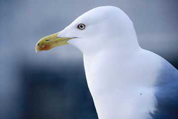 Image showing The Seagull look