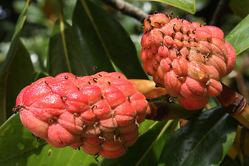 Image showing Magnolia fruit