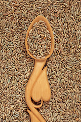 Image showing Rye Wheat Grain