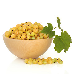 Image showing White Currant Fruit