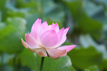 Image showing Lotus (Nelumbo)