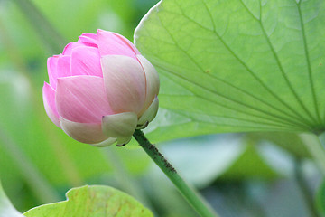 Image showing Lotus (Nelumbo)