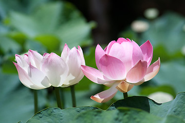 Image showing Lotus (Nelumbo)