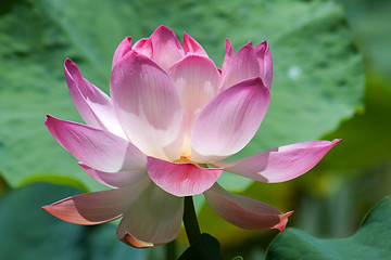 Image showing Lotus (Nelumbo)