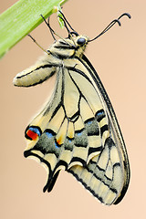Image showing Swallowtail